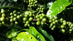 Unripe coffee beans on the plant.