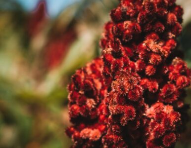 Spice of the month: Sumac