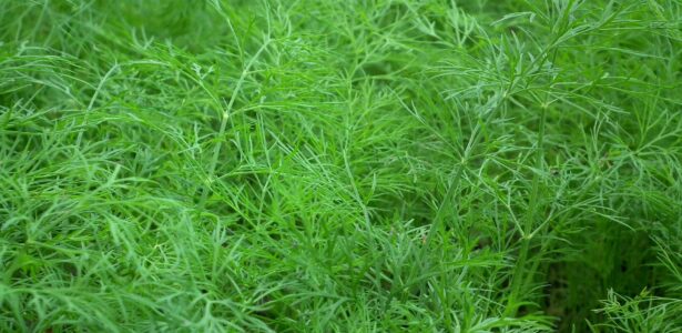 Herb of the Month: Dill