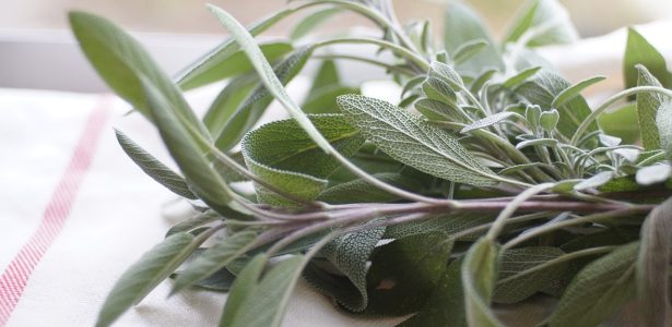 Herb of the Month: Sage